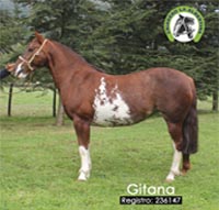 Gitana 236147